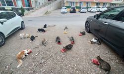 Evinin önüne gelen kedileri her sabah besliyor