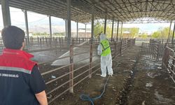 Açılan hayvan pazarı 2 hafta sonra tekrar kapatıldı