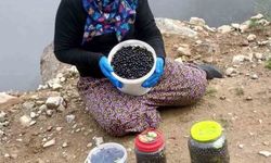 Şalpazarı yaylalarında yaban mersini bereketi