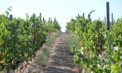 Zirai dondan etkilenen üreticilere destek