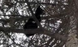 Ağaçta mahsur kalan kedi, itfaiye ekiplerince kurtarıldı