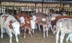 Buzağılara brusella aşısı uygulandı