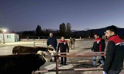 Canlı hayvan pazarı yeniden açıldı