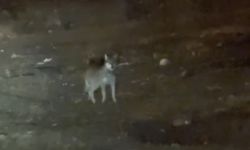 En şaşırtan misafiri: Kurt merkezde gezintiye çıktı