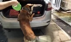 Kedi taşıma çantasında 2 kilo uy*uşturucu ele geçirildi