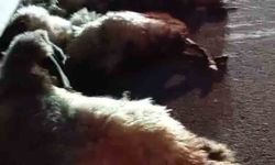 Otomobil sürüye çarptı, onlarca koyun telef oldu