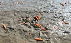Gölet kurudu, balıklar telef oldu