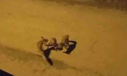 Tilkilerin sokaktaki oyunları kameralara yansıdı