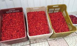 Vitamin deposu kızılcık tezgahlarda yerini aldı