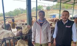 Yapay zeka süt hayvancılığında çığır açtı