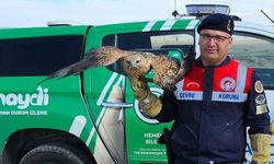 Yaralı kızıl şahin koruma altına alındı