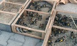 Yasadışı avcılığa 655 bin TL ceza: 80 saka kuşu ele geçirildi