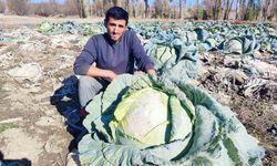 30 yıldır lahana üreten baba ve oğul, bölgeye organik ürün sunuyor