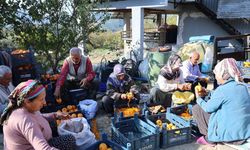 Adana’nın hurmalı köyü, açık fabrikaya dönüştü