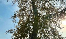 Asırlık çınar ağacının koruma altına alınması bekleniyor