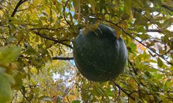 Bahçeye ektiği kabak, nar ağacının tepesinde meyve verdi
