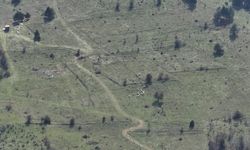 Kayıp hayvanlar dronla bulundu