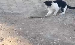 Fareyle oynar gibi yılanla oynadı, ağzıyla kapıp uzaklaştı