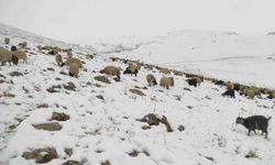 Kar yağdı, koyun sürüsü yaylada kaldı