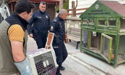 Karaman’da yaralı doğan koruma altına alındı