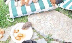 Kedi ve kirpilerin 'süt kardeşliği'