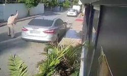 Köpeği silahla vuran emekli polis için 4 yıla kadar hapis talebi