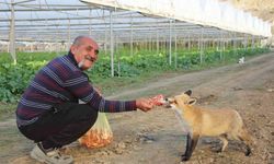 Küs olan kardeşlerin tilki rekabeti