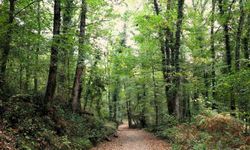 Ormanya sonbahar renkleriyle ziyaretçilerini ağırlıyor