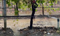 Özlenen yağışlar çiftçinin yüzünü güldürdü