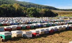 Ormanlık alanda arılı kovan tespiti yapıldı