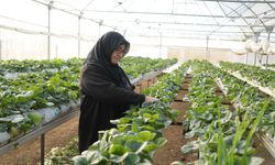 Niğde'de topraksız tarım yöntemiyle çilek üretimi kadın emeğiyle büyüyor