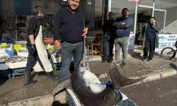 138 kiloluk kılıç balığı ilgi odağı oldu