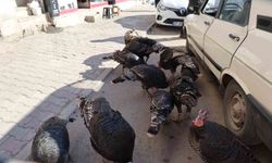 Hindiler çarşıda gezdirilerek satılıyor