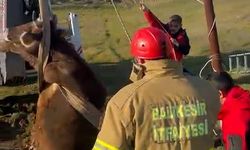 Kuyuya düşen inek kurtarıldı