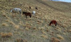 Başıboş bırakılan at ve eşekler trafiği tehdit ediyor