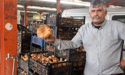 Kanlıca mantarı köylünün gelir kapısı oldu