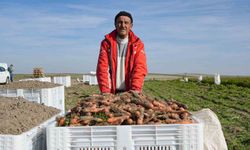 Beypazarı'nda hummalı havuç mesaisi başladı: Dönüme 10 ton ürün bekleniyor