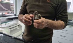 Yolda bulduğu kumruya su verip veterinere teslim etti