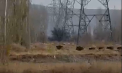 Niğde’de yaban domuzu sürüsü görüntülendi