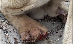 Niğde'de vicdansızlar köpeğin parmaklarını kesmiş!