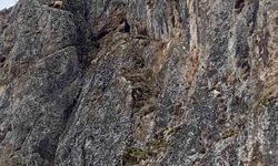 Mahsur kalan keçiler için JAK ve AFAD seferber oldu