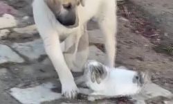 Yavru kedi ile yavru köpeğin sevimli kavgası kamerada