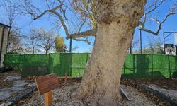 3 asırlık çınarı yıllara meydan okuyor