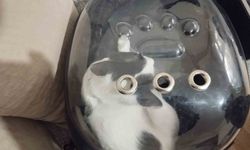 Havalandırma boşluğuna düşen kediyi itfaiye kurtardı