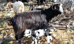 Keçiyi meraya, çobanı yaylaya döndürecek 13 öneri