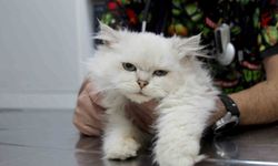 Kedide dünyada görülmemiş anomali