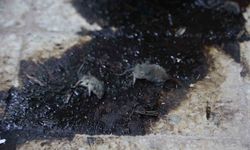 Hijyen şartlarına aykırı üretim yapan işletmeye 105 bin TL ceza