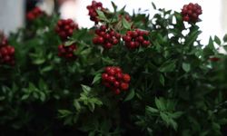 Aralık ayının en çok tercih edilen çiçeği kokina oldu