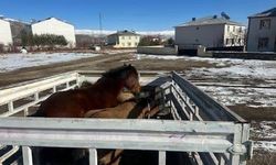 Kış şartları öncesi önlem: Başıboş binek hayvanları toplatıldı