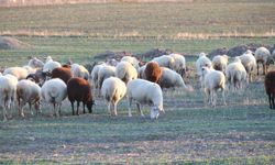Koyunlar bu kışı kırda otlayarak geçiriyor